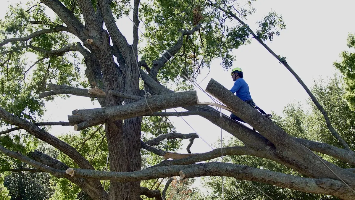 Professional Hazardous Tree Removal performed by certified arborists in Holland