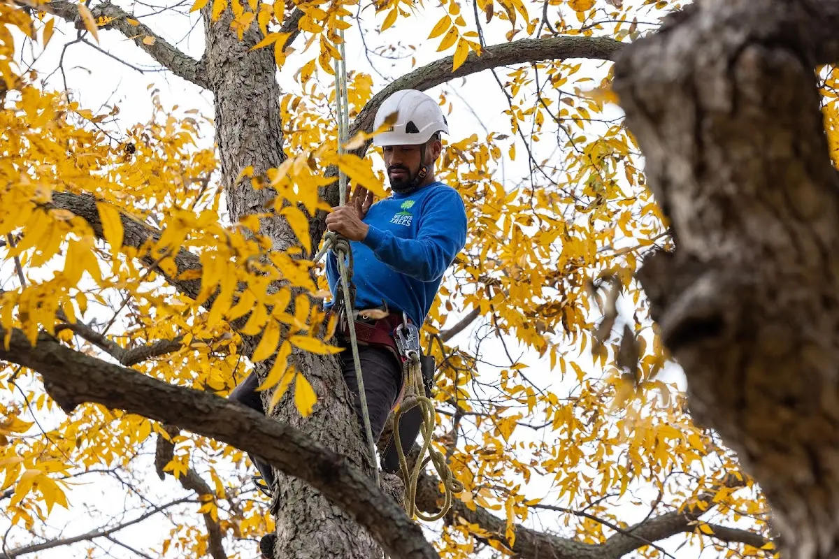 Skilled Tree Trimming crew working in Holland